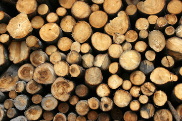 Stos drzewa © bogusana