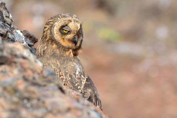 Short-eared Owl on a Rock