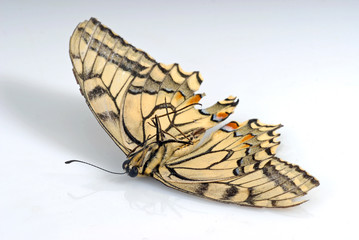 Naklejka premium Dead Butterfly (Swallowtail Papilio machaon)