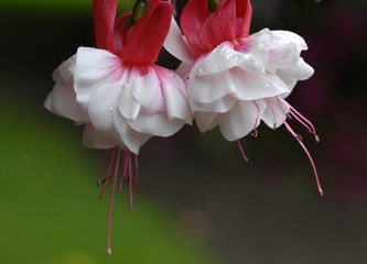 Weisse Fuchsien