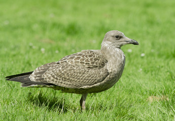 Young Lesser Black-backed Gull