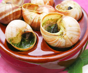 Weinbergschnecken