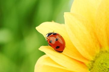 ladybug on yellow flower