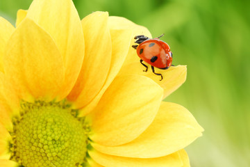 Fototapeta premium ladybug on yellow flower