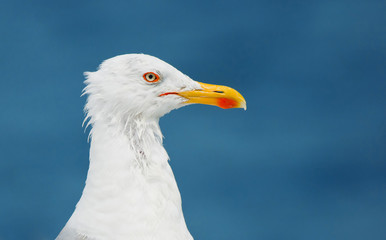 seagull