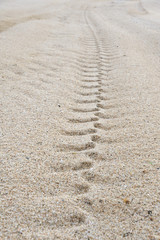 Sand-Spur