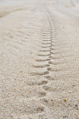 Sand-Spur
