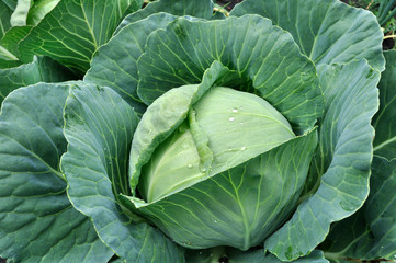 Fototapeta premium Cabbage plantation