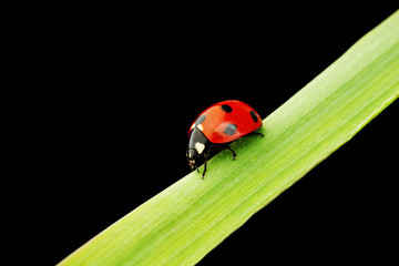 ladybug isolated on black