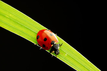 ladybug isolated on black