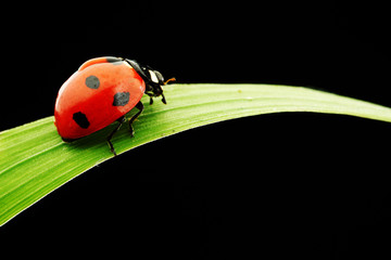 ladybug isolated on black