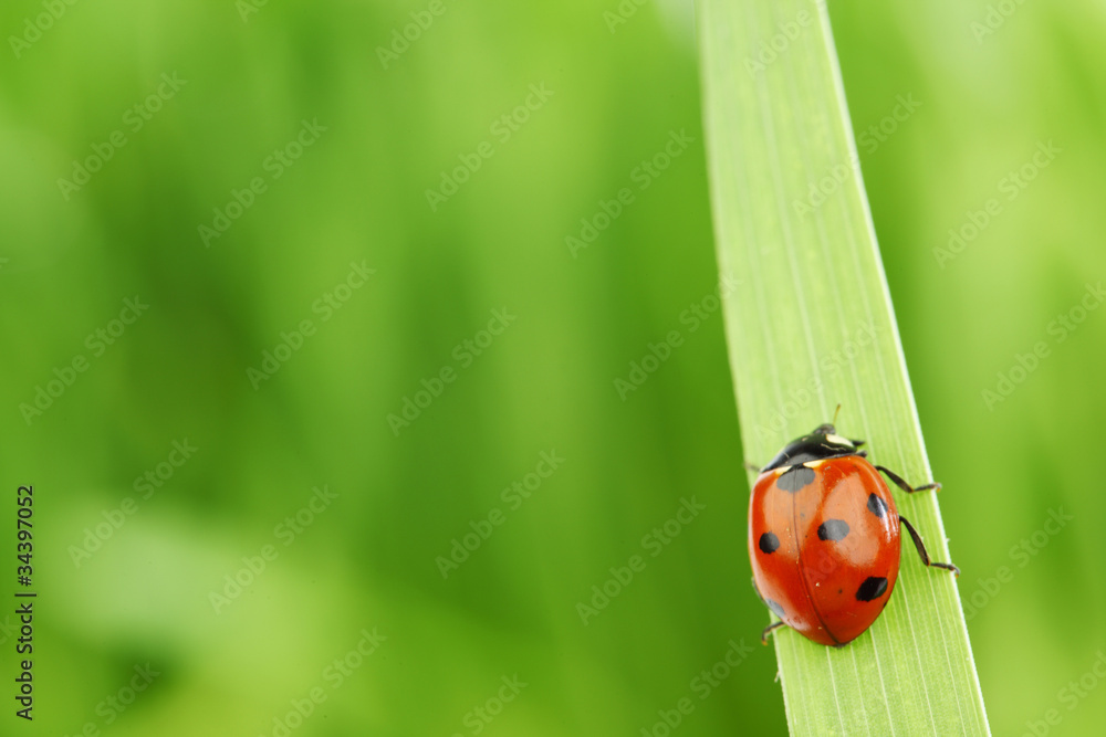 Sticker ladybug on grass