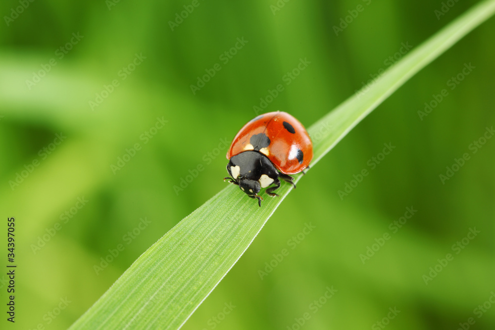 Sticker ladybug on grass