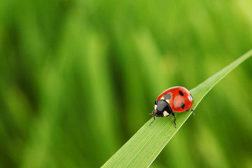 ladybug on grass