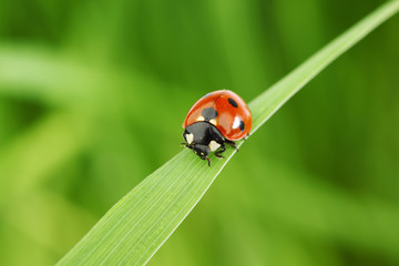 ladybug on grass