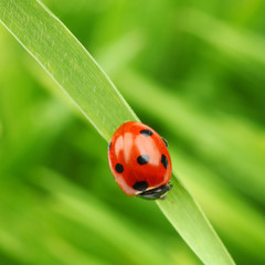ladybug on grass
