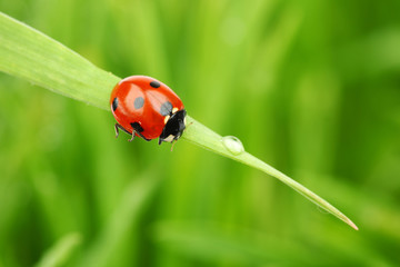 ladybug on grass