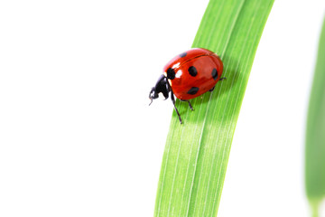 ladybug on grass