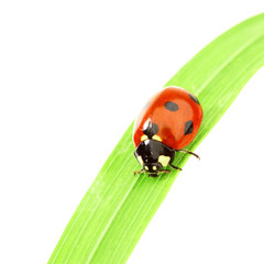 ladybug on grass