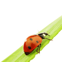 ladybug on grass