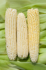 Corn against green leaves background.