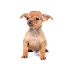 Funny puppy Chihuahua poses