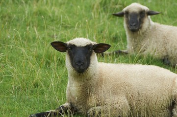 Fototapeta premium Schafe