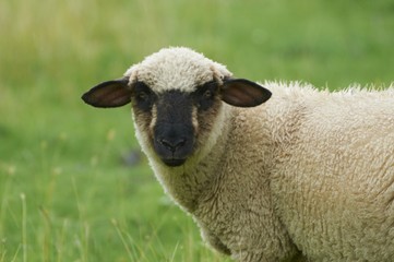 Fototapeta premium Schaf