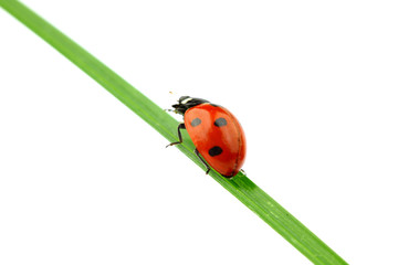 ladybug on grass