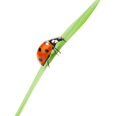 Fototapeta premium ladybug on grass
