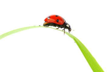 Fototapeta premium ladybug on grass