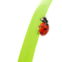 ladybug on grass