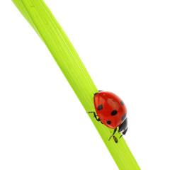 ladybug on grass