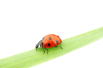 ladybug on grass