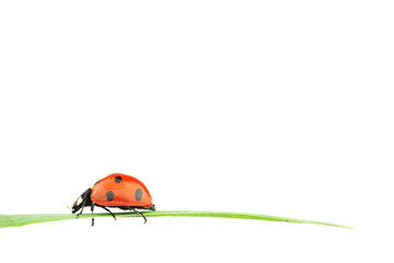 ladybug on grass