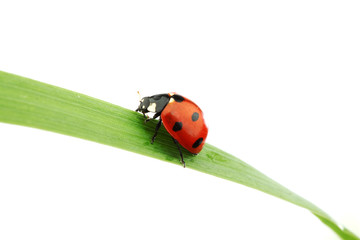 ladybug on grass