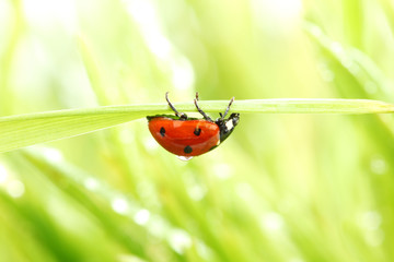 ladybug on grass