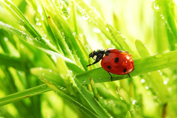 ladybug on grass