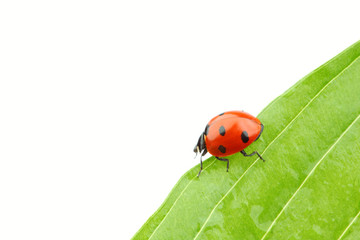 ladybug on leaf