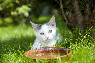 Kitty