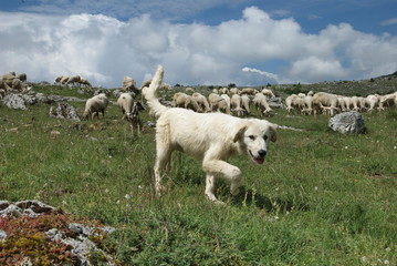 Fototapeta premium cane pastore
