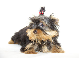 pupyy Yorkshire Terrier