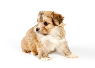 Funny puppy Chihuahua poses