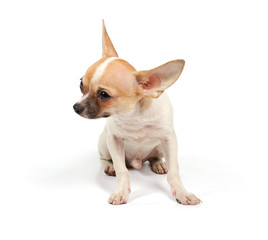 Funny puppy Chihuahua poses