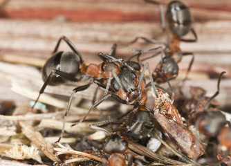 Southern wood ant (Formica rufa) macro photo