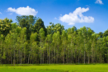 Eucalyptus forest
