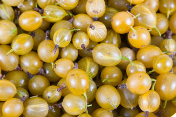 Fresh  gooseberry