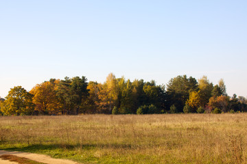Beautiful landscape. Field and edge of forest