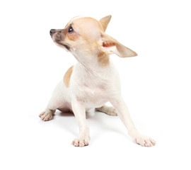 Obraz premium Funny puppy Chihuahua poses