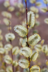 Fototapeta premium Blossoming spring willow